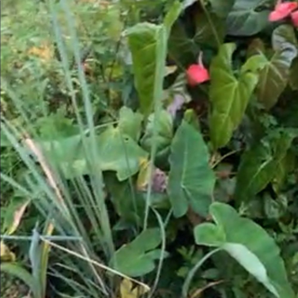 Meet your Posher, Gerline